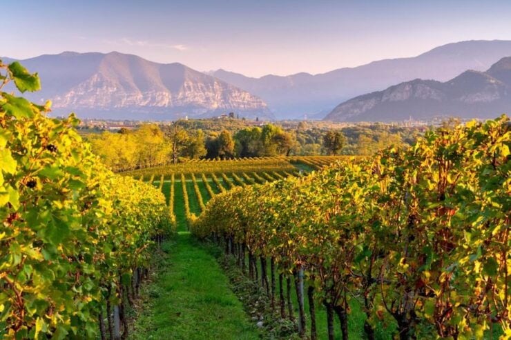 VIP Experience to Lake Iseo and Franciacorta Wine Tasting - Activity Description