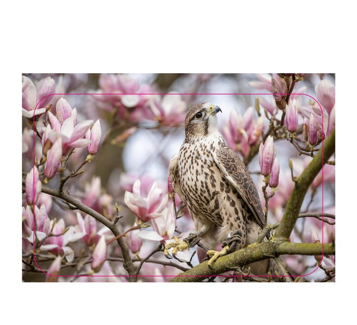 VIP falconry taster session - The Heart of the Experience: What to Expect