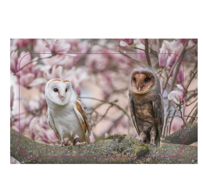 VIP falconry taster session - Who Would Love This Experience?