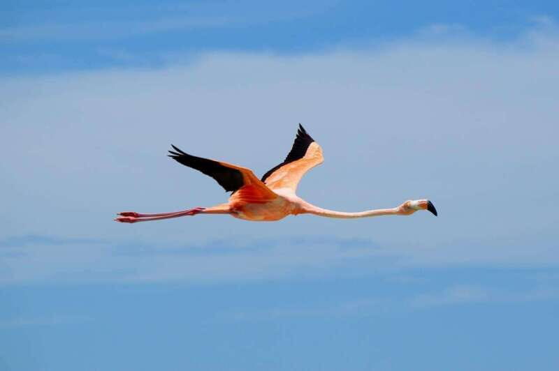 VIP Holbox Island Sunrise - 2 Points + Fruit + Coffee - Experience the Magic of Holbox Sunrise with a VIP Boat Tour