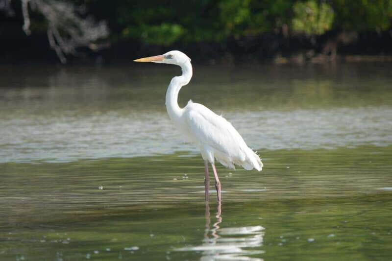 VIP Holbox Island Sunrise - 2 Points + Fruit + Coffee - Who Is This Tour Best For?