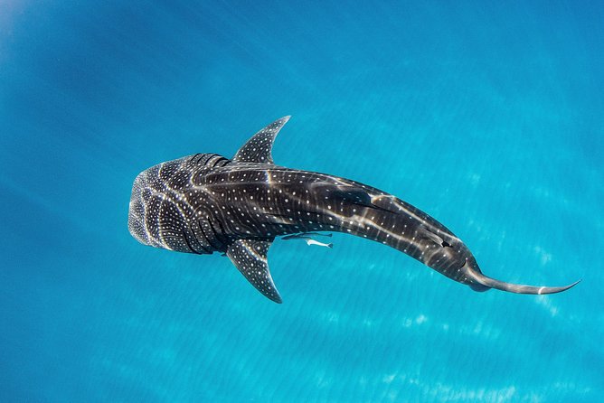 VIP Luxury Chartered Escapes, Exploring the Reef at Your Own Pace - Meeting and Pickup Details