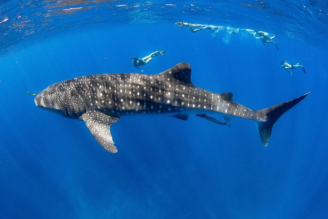 VIP Luxury Chartered Escapes, Exploring the Reef at Your Own Pace - Personal Items to Bring