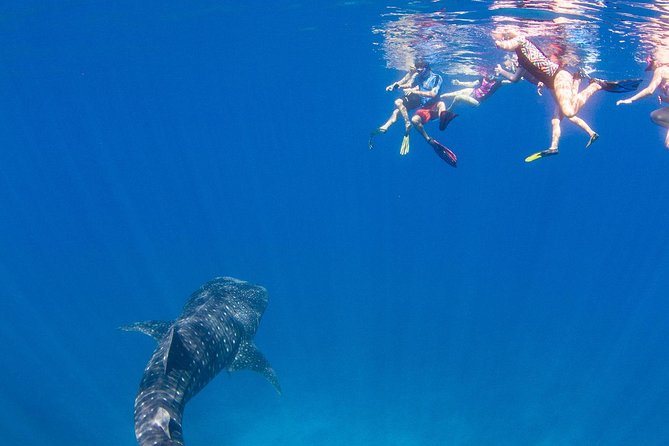 VIP Luxury Chartered Escapes, Exploring the Reef at Your Own Pace - Additional Information and Resources