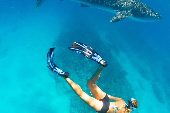 VIP Luxury Chartered Escapes, Exploring the Reef at Your Own Pace - The Sum Up