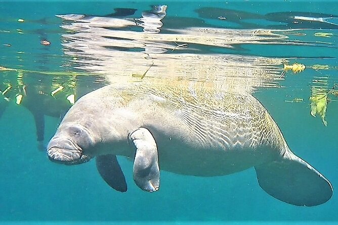 VIP Private Boat Manatee Snorkel Tour With In-Water Guide and Photograper - Bottled Water