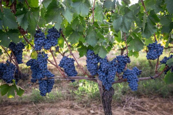 VIP Private Montalcino Wine Tasting in Paradiso With Dinner - Directions and Cancellation Policy