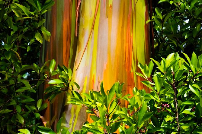 VIP Private Road to Hana and Haleakala Sunset Tour - Haleakala Sunset Tour