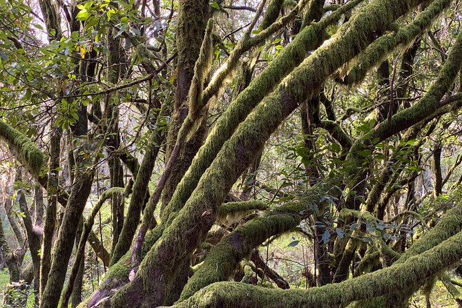 VIP Route Through La Gomera - Traveler Reviews