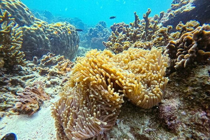 VIP Samui to Nangyuan and TAO adventures Island Tour - Snorkeling and Marine Encounters