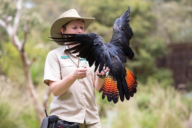 VIP Sanctuary Tour at Healesville Sanctuary Ticket - Inclusions