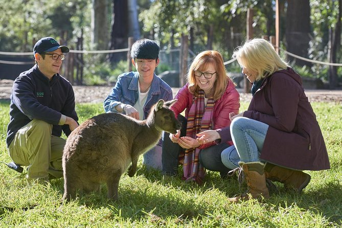 VIP Sanctuary Tour at Healesville Sanctuary Ticket - The Sum Up
