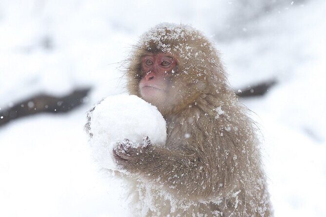 VIP Snow Monkeys Park Customized Private One Day Tour - Good To Know