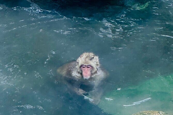 VIP Snow Monkeys Park Customized Private One Day Tour - FAQ