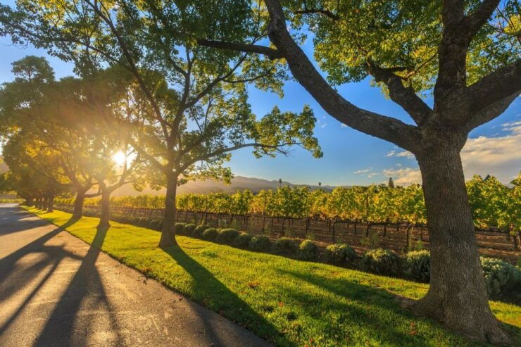 VIP Swan Valley Wine Tour - Premium Small Group Wine Tour - Exclusive Small Group Experience