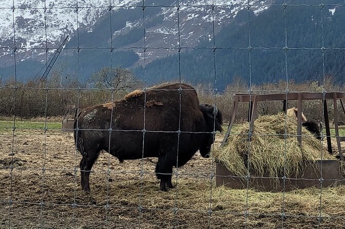 VIP Tour From Anchorage to Alaska Wildlife Conservation Center - VIP Experience
