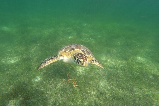 VIP Tulum & Turtles Private Tour - Tour Overview and Details