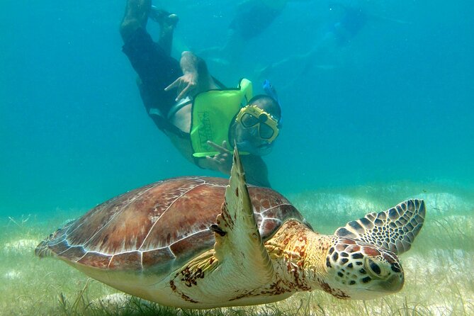 VIP Tulum & Turtles Private Tour - Reviews