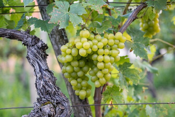 Vipava Valley Wine Express Tour From Ljubljana - Meeting and Pickup Information
