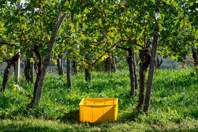 Vipava Valley Wine Express Tour From Ljubljana - Reviews and Testimonials