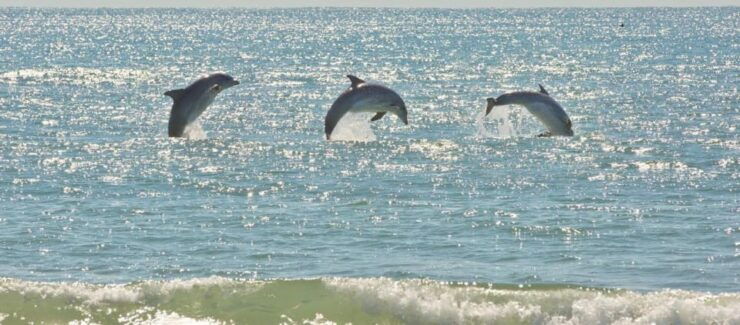 Virginia Beach: Dolphin Stand-Up Paddleboard Tour - Tour Location and Provider