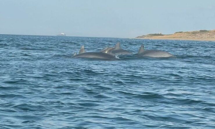 Virginia Beach: Dolphin Stand-Up Paddleboard Tour - Tour Description and Features