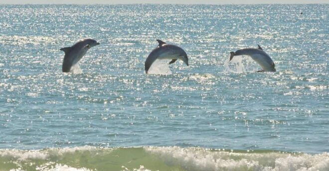 Virginia Beach: Dolphin Stand-Up Paddleboard Tour - Customer Reviews and Price