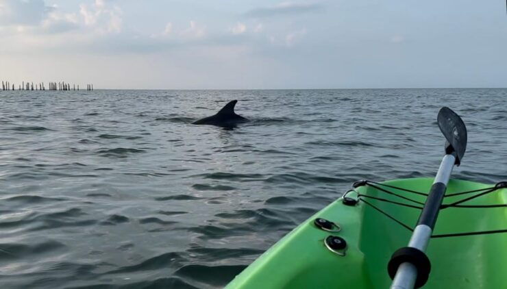 Virginia Beach: Dolphin Watching Guided Kayaking Tour - Good To Know