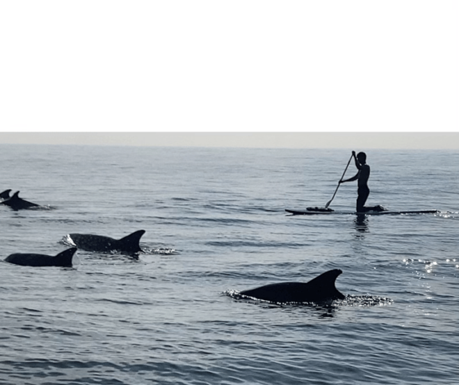Virginia Beach: Private SUP Ocean Dolphin Adventure - Participant Information