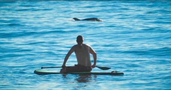 Virginia Beach: Private SUP Ocean Dolphin Adventure - Optional Yoga Session