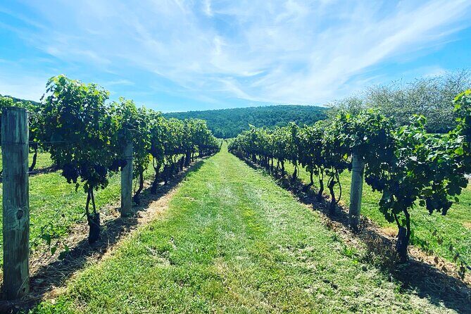 Virginia Wineries Tour - Good To Know