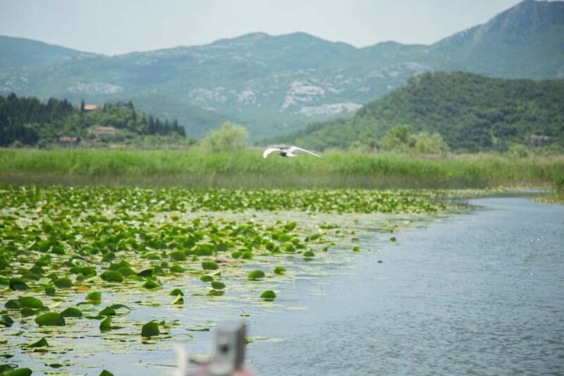 Virpazar: Historical & Nature Boat Adventure on Lake Skadar - Who Will Love This Tour?