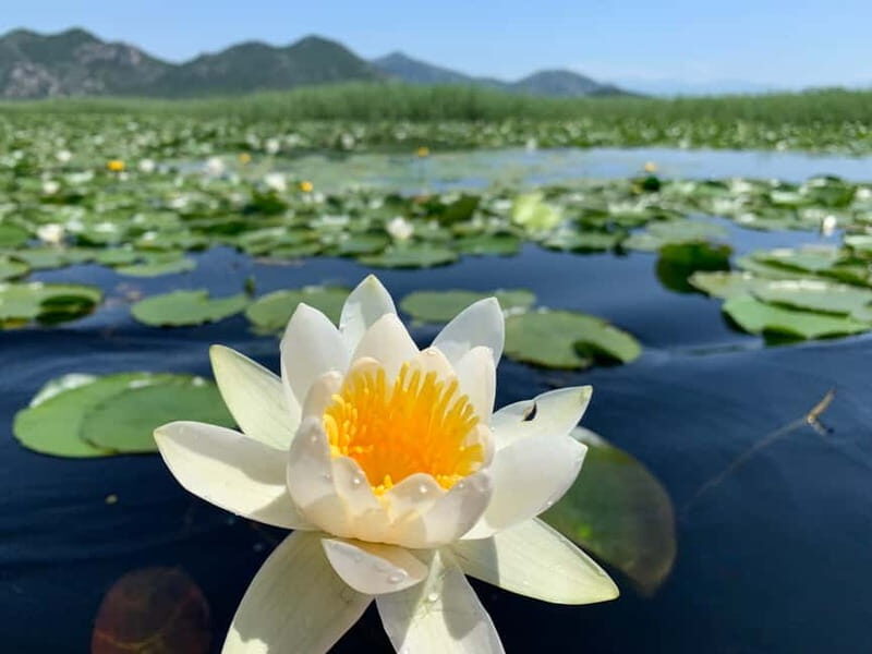 Virpazar: Private & Group Guided Lake Skadar Boat Tour - Duration and Flexibility