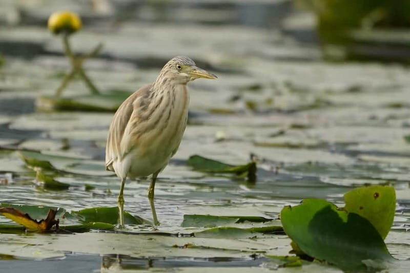 Virpazar: Skadar Lake by Boat and Kom Monastery Guided Tour - Who Should Sign Up?