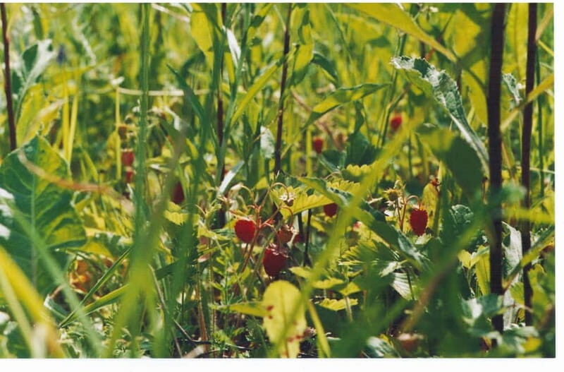 Visaginas: Wild Nature Hiking at Grauts Regional Park - Why This Tour Is Worth It