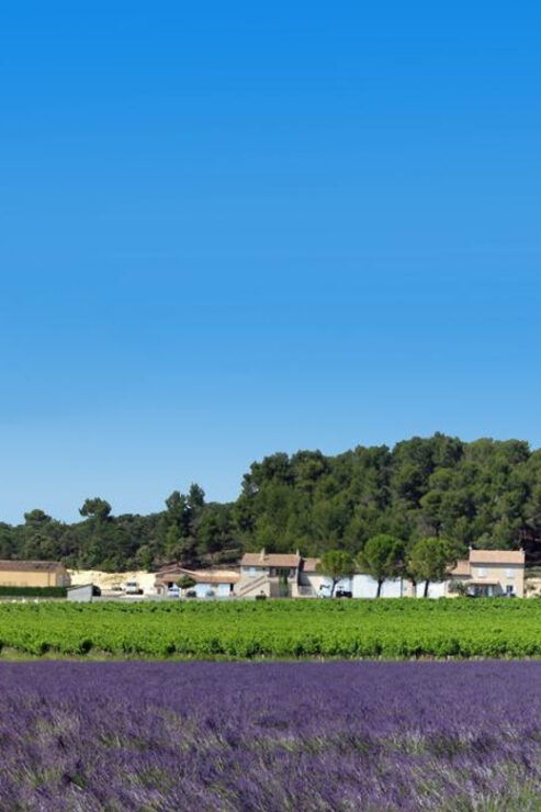Visan: Guided Tour of the Vineyard and Tasting - Itinerary Breakdown