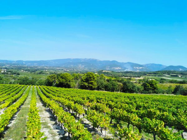 Visan: Guided Tour of the Vineyard and Tasting - Restrictions and Guidelines