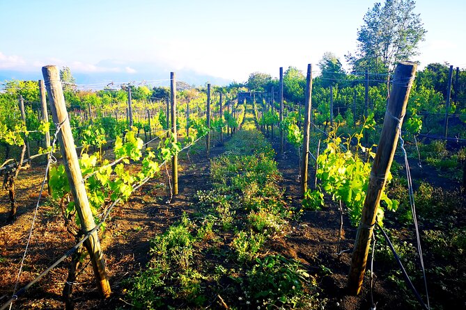 Visit 2 Wine Producers With Tasting and Transportation Included - Tour Inclusions