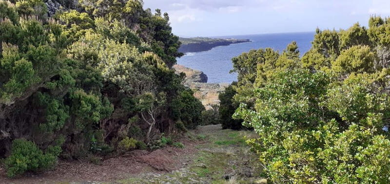 Visit a Farm on the Island of Pico - Visit a Farm on the Island of Pico