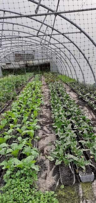 Visit a Farm on the Island of Pico - Good To Know