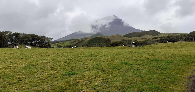 Visit a Farm on the Island of Pico - Why This Tour Works Well