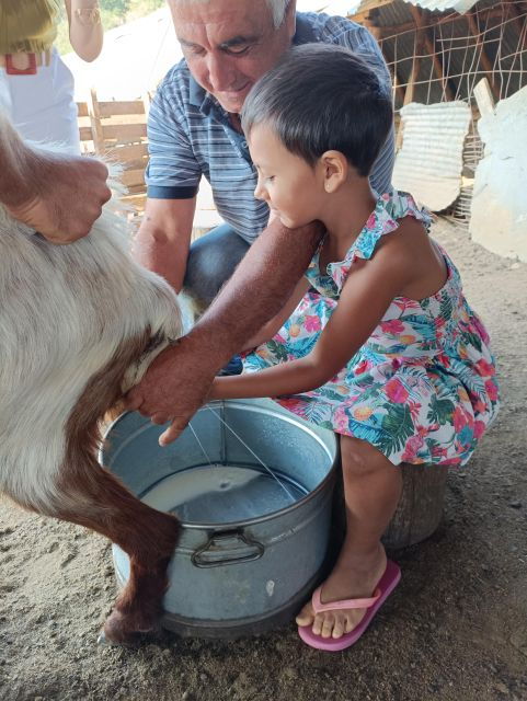 Visit a Goat - Sheep Farm and a Greek Village - Farm Activities and Highlights