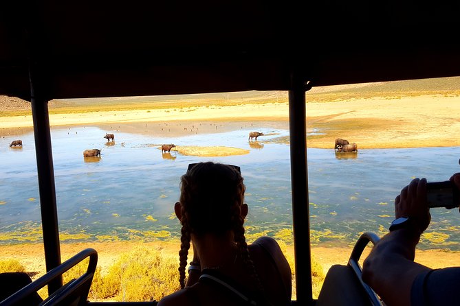 Visit African Big 5 Safari Aquila Game Reserve From Cape Town - Full Day - The Sum Up