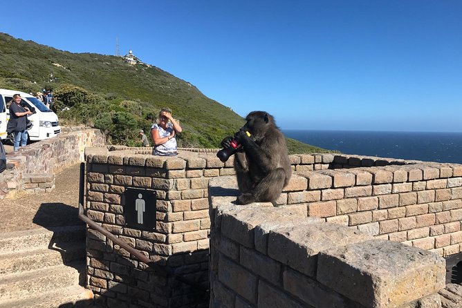 Visit African Penguins and Cape of Good Hope - Good To Know