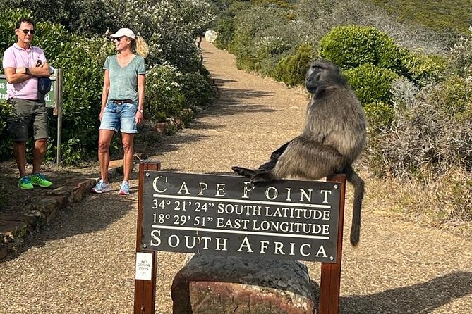 Visit African Penguins and Cape of Good Hope - Exploring the Cape of Good Hope