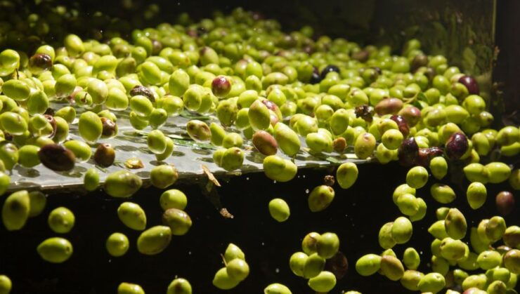 Visit an Almazara Extra Virgin Olive Oil Tasting: Baeza - Dive Into EVOO Varieties