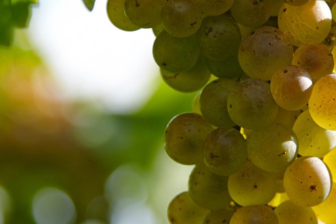 Visit and Private Tasting at the Txakolí Gaintza Winery - Directions