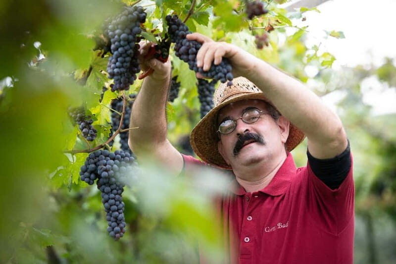 Visit and tasting with the producer - The Charm of the Veneto Wine Tour
