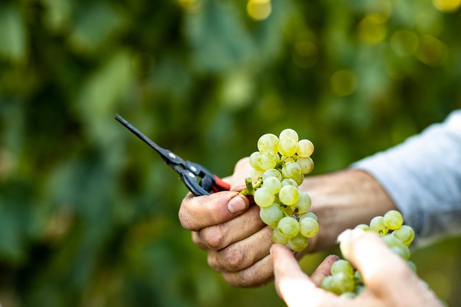 Visit and Wine Tasting at Tenuta La Cà - Cancellation Policy