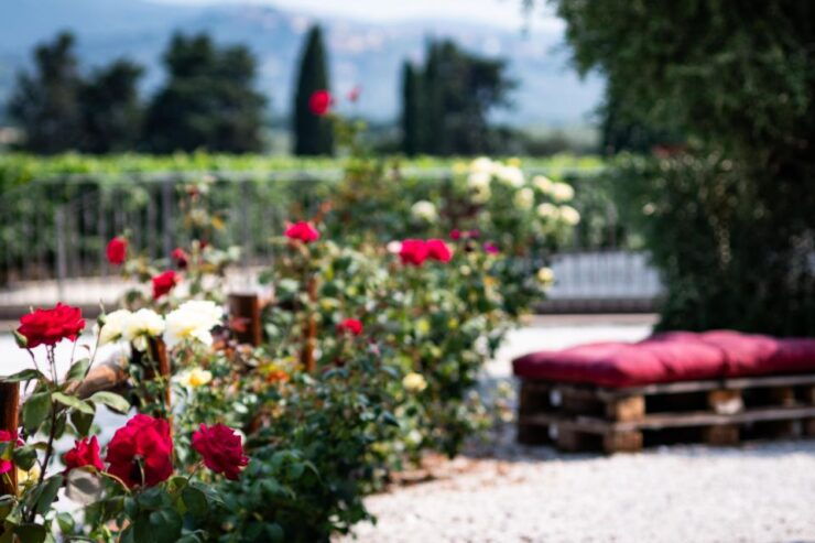 Visit and Wine Tasting in the Heart of the Bolgheri Doc - Good To Know